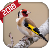 Goldfinch song icon