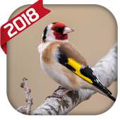 تغريد حسون on 9Apps