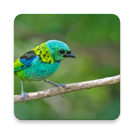 Argentina Bird Sound Collections ~ Sclip.app icon