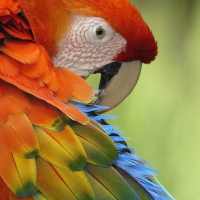 Macaw Wallpaper