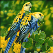 Bird Wallpaper HD icon