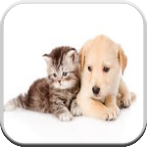 Funny Cats and Dogs Pictures icon