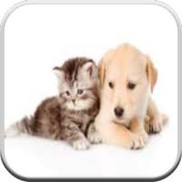 Funny Cats and Dogs Pictures