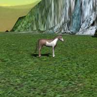 Free horse run for kids