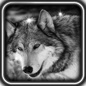 Wolves Voices live wallpaper icon