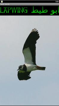 Birds Sounds اصوات الطيور screenshot 3