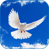 Beautiful Doves Wallpaper icon