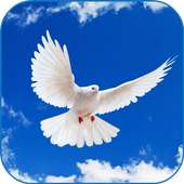 Beautiful Doves Wallpaper on 9Apps