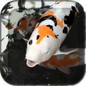 Koi Live Wallpaper on 9Apps