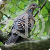 Turtle Dove Bird Song Ringtone icon