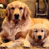 Dogs Jigsaw Puzzles Free icon