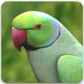 Rose Ringed Parakeet Sound: Ring Neck Parrot Song icon