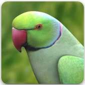 Rose Ringed Parakeet Sound: Ring Neck Parrot Song on 9Apps