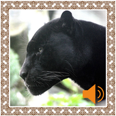 Panther Sounds icon