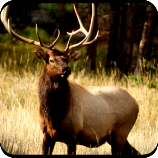 Elk Hunting Calls Free icon