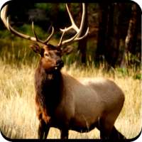 Elk Hunting Calls Free