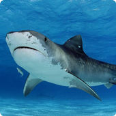 Tiger Sharks live wallpaper icon
