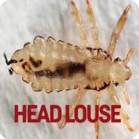 Head Louse on 9Apps