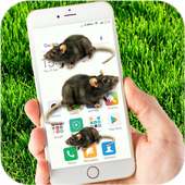 Mouse on Screen Funny Joke