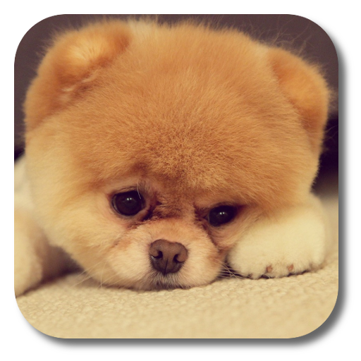 Q Puppy Live Wallpaper иконка