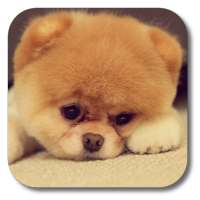 Q Puppy Live Wallpaper on 9Apps