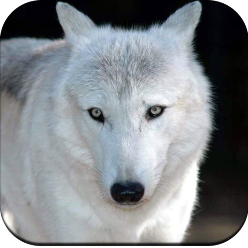 Wolf Wallpaper 4K icon