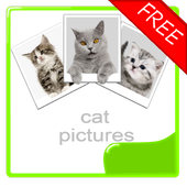 Cat Photos Album (free) icon