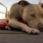 PitBulls Dogs Funs Jigsaw Puzzle icon