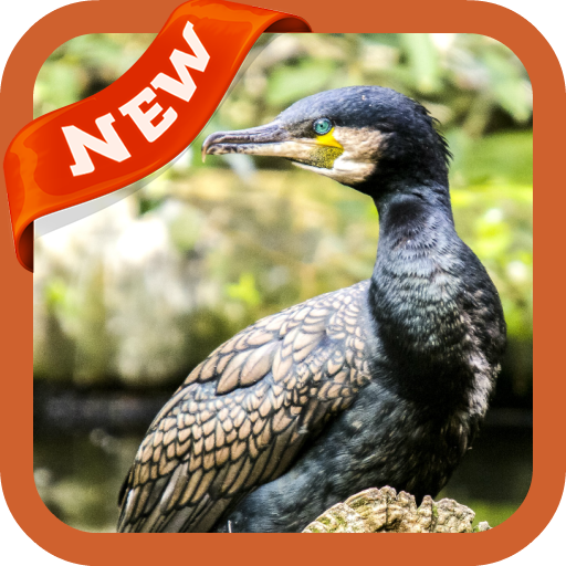 Cormorant Wallpaper icon