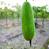 চাল কুমড়ার উপকারিতা এবং পুষ্টিগুণ