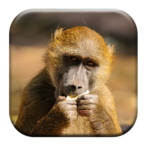 Baboon Sounds icon