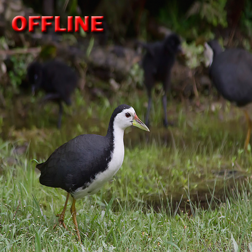 Suara pikat burung ruak ruak icon