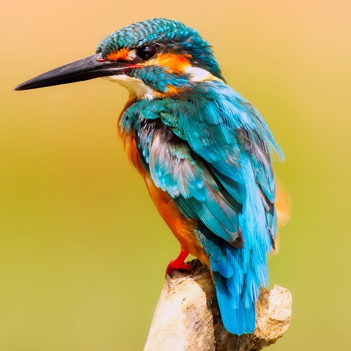 Thai Bird sounds icon