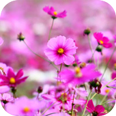 Wild Flowers Wallpapers icon