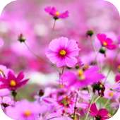 Wild Flowers Wallpapers on 9Apps