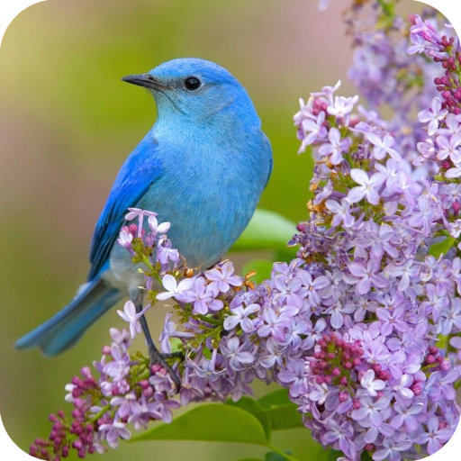 Bird Wallpaper Best HD icon