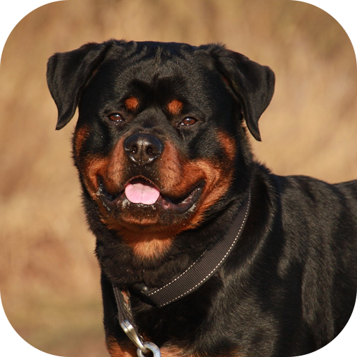 Rottweiler Dog Life Simulator icon