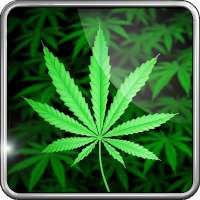 My Ganja Live Wallpaper