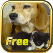 Free Dogs and Cats Puzzles icon