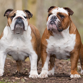 English Bulldog Dogs Jigsaw icon