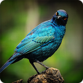 Starling Bird Call Sounds Ringtones icon