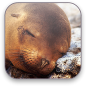 Seal Free Video Wallpaper icon