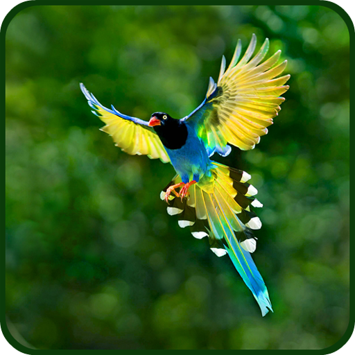 Birds Wallpapers icon