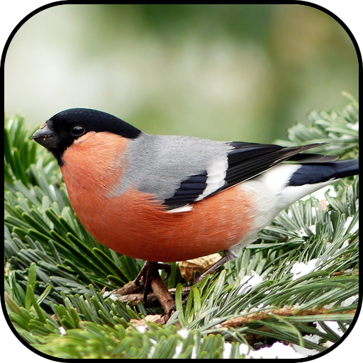 Bullfinch wallpapers icon