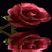 Rose Shadow Live Wallpaper icon