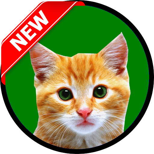 CAT HD WALLPAPERS 2016 icon