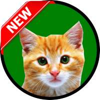 CAT HD WALLPAPERS 2016