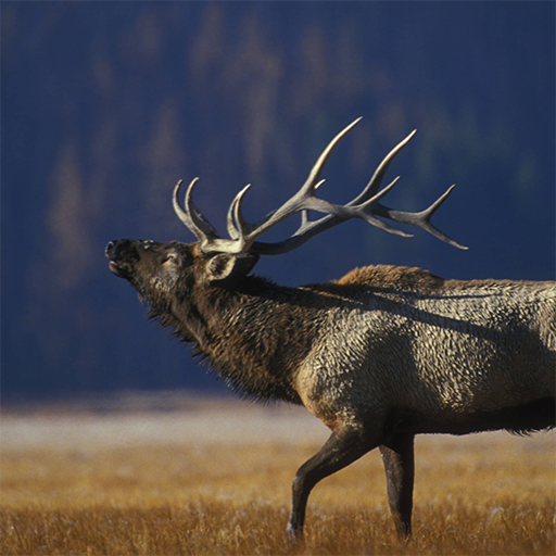 Elk Calls icon
