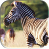 African Animals Live Wallpaper icon