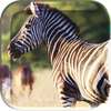 African Animals Live Wallpaper on 9Apps